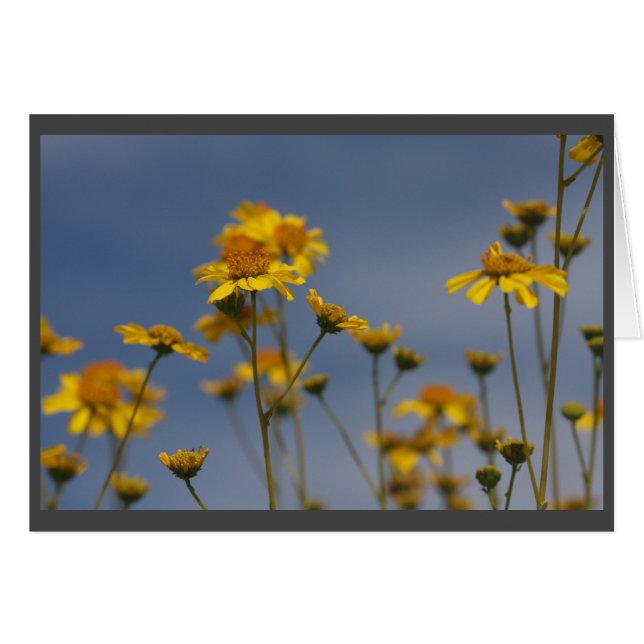 Cartão Flor silvestre do deserto amarelo (Frente Horizontal)