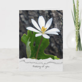 Cartão flor silvestre pensando em você