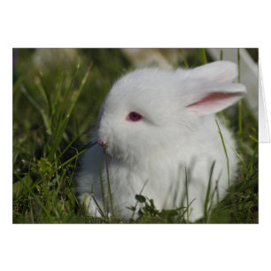 Cartão Flor Sniffing do coelho