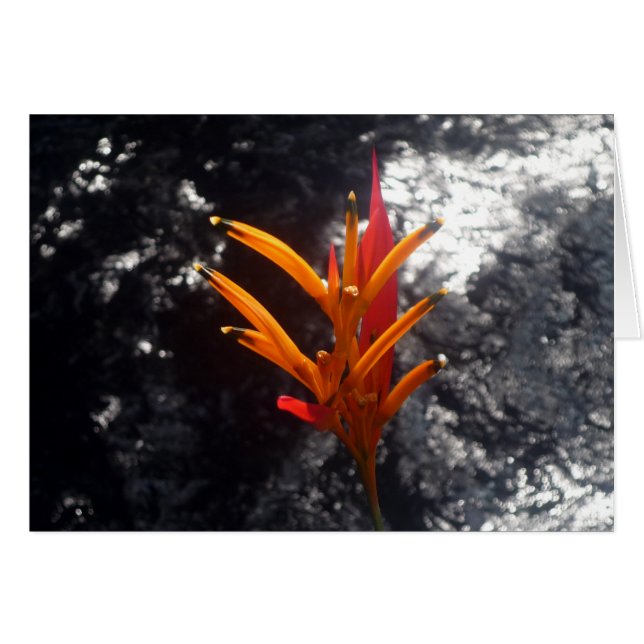 Cartão flor tropical (Frente Horizontal)