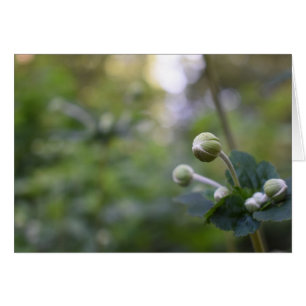 Cartão Flor Verde Jardim da Flor Natureza Fotografia Flor