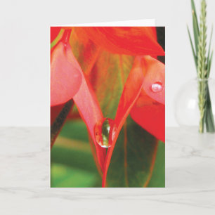 Cartão Flor Vermelha Com Natureza Sensual Orvalho