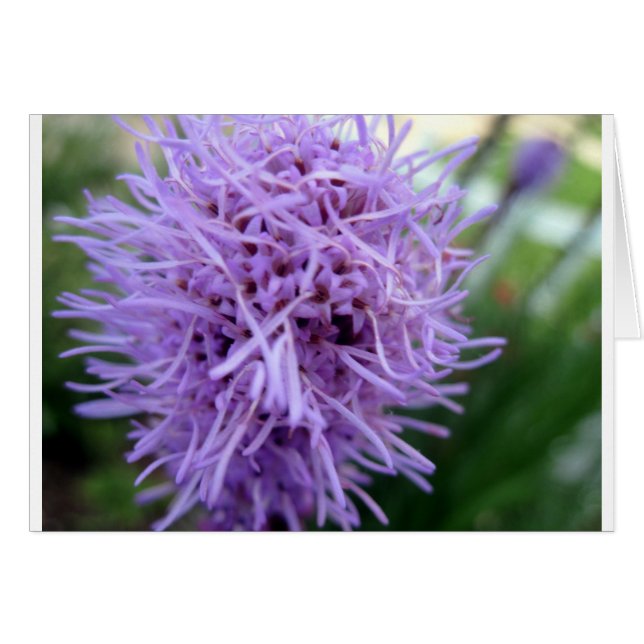 Cartão Flor Violeta Tentacle Spider (Frente Horizontal)