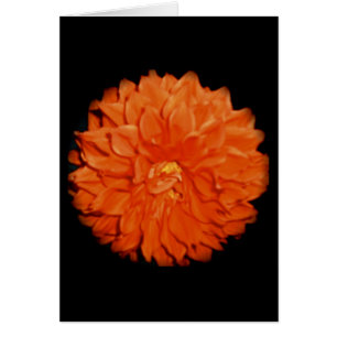 Cartão Flora Escarlate