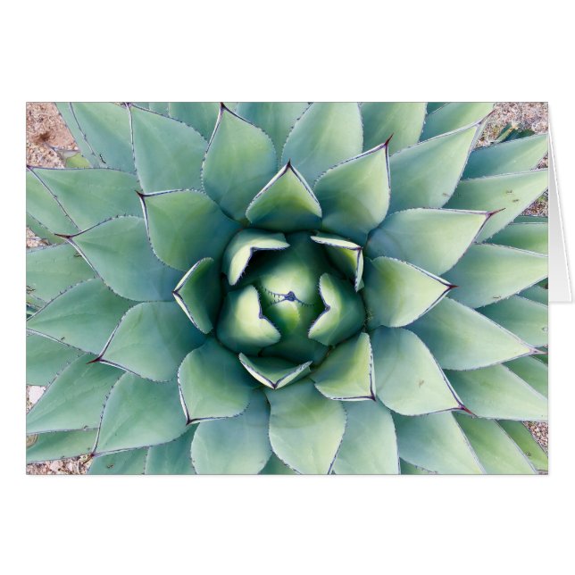 Cartão Flora na Cidade das Rochas em Deming, NM (Frente Horizontal)