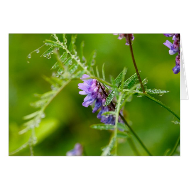 Cartão Flora no Grande Manan (Frente Horizontal)