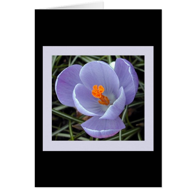 Cartão flora para o primavera #2 (Frente)