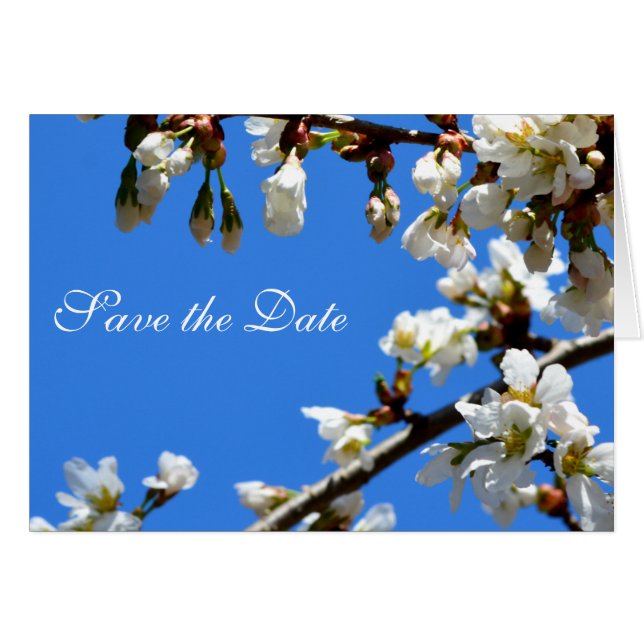 Cartão floração de cereja primavera branca (Frente horizontal)