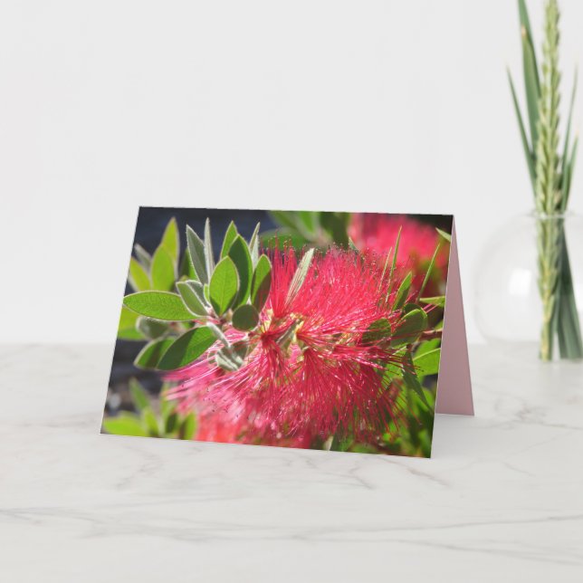 Cartão floral da Flor Australiana Red Bottlebrush (Frente)