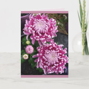 Cartão floral de belas flores de crisântemo rosa