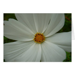 Cartão Floral de Flor Selvagem de Verão do Cosmos Branco
