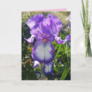 Cartão floral de flores de Íris Barbada Azul e Bra