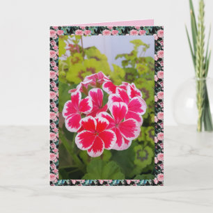 Cartão floral de jardim de flor de Geranium Pelarg