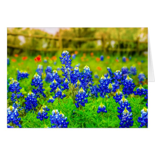 Cartão Floral do Texas Bluebonnets (Frente Horizontal)
