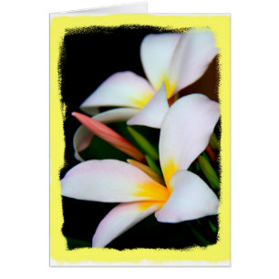 Cartão Floral, flor do Plumeria no preto com beira