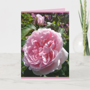 Cartão Floral Rosa Repolho Inglês Vintage Rosa