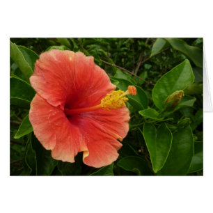 Cartão Floral Tropical de Flor de Hibiscus Laranja
