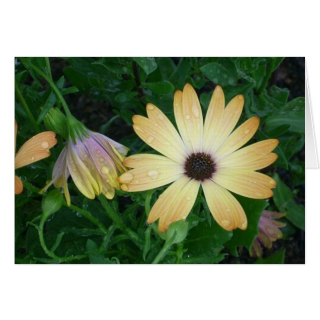 Cartão Flores (Frente Horizontal)