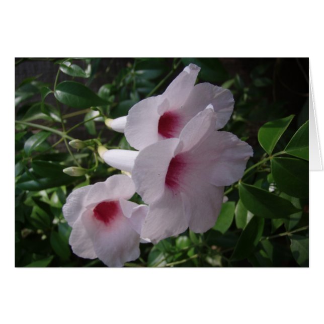 Cartão Flores (Frente Horizontal)