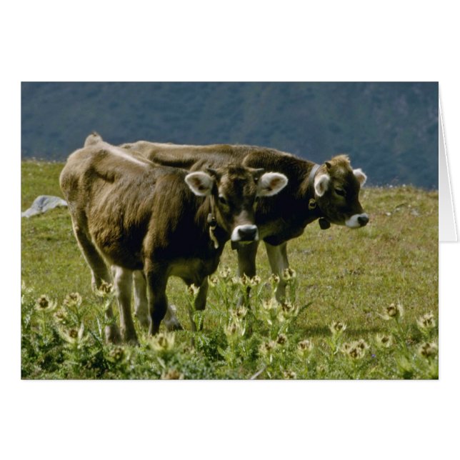 Cartão flores amarelas de duas vacas (Frente Horizontal)