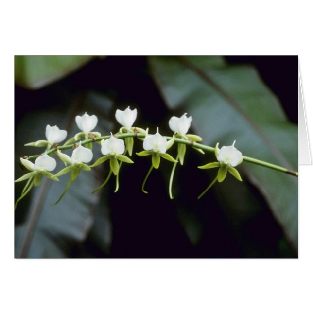 Cartão Flores amarelas de Rothschildiana (Vanda) (Frente Horizontal)