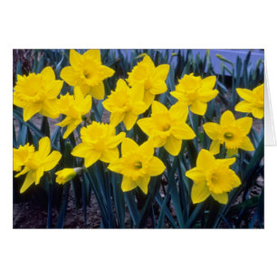 Cartão flores amarelas Trumpet Narcissi, 'King Alfred'