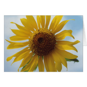 Cartão Flores Amarelas Vibrantes do Sol no Céu Azul