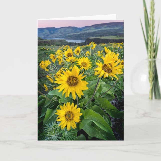 Cartão Flores | Balsomroot Columbia River, Oregon (Frente)