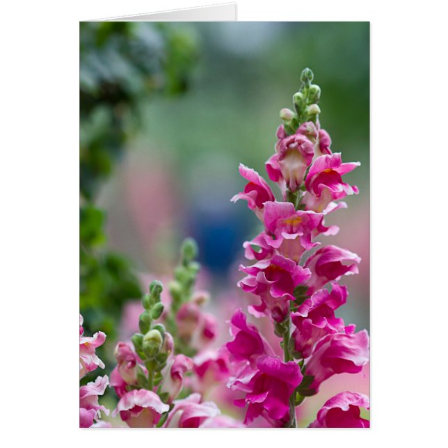 Cartão Flores Bonito de Foxglove cor-de-rosa-claro (Frente)