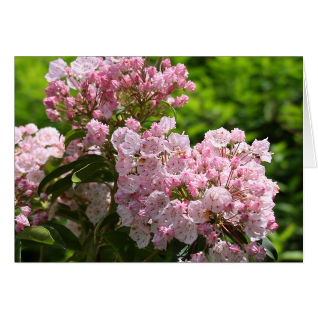 Cartão Flores bonito de Laurel Montanha Rosa (Frente Horizontal)