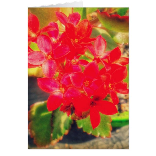 Cartão Flores bonito de Sangue Vermelho (Frente)