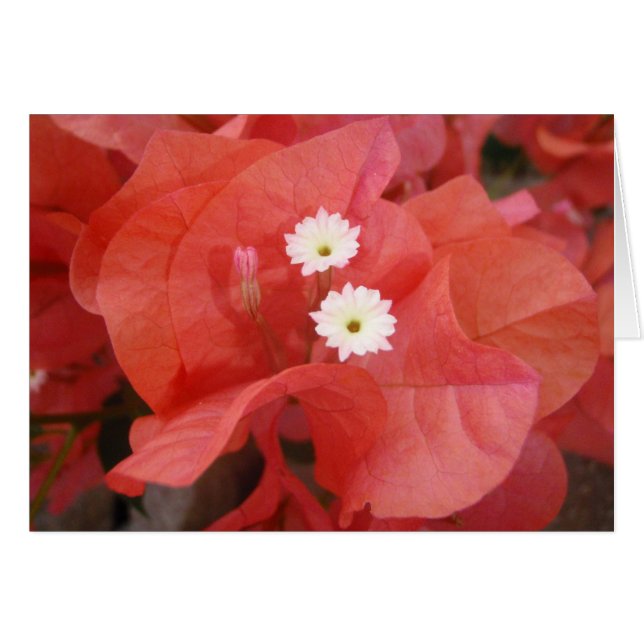 Cartão Flores Bougainvillea (Frente Horizontal)