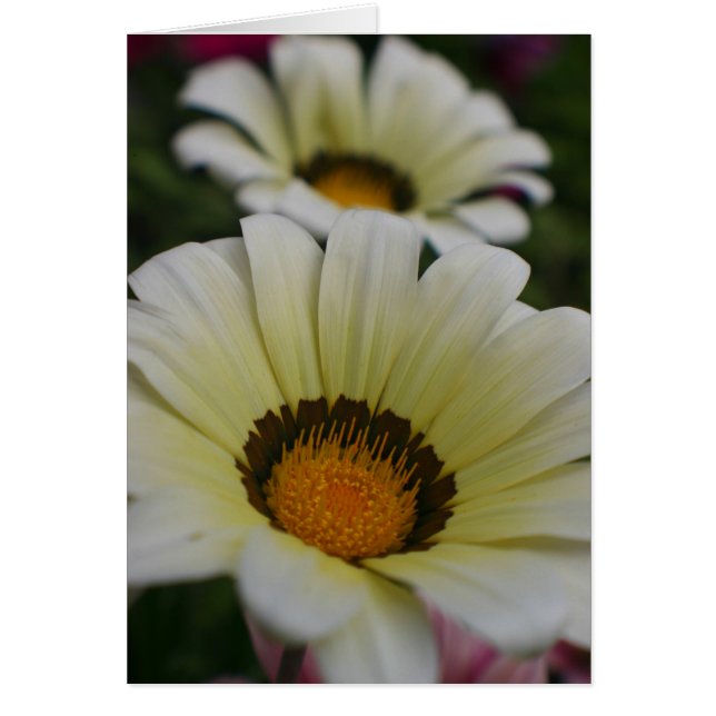 Cartão Flores brancas (Frente)