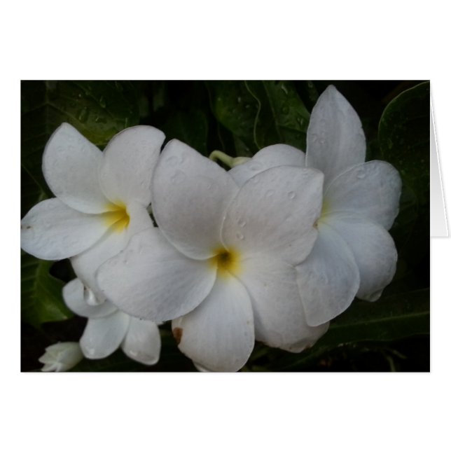 Cartão Flores brancas (Frente Horizontal)