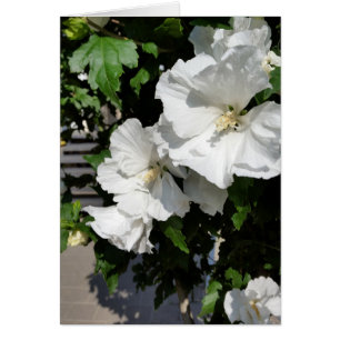 Cartão flores brancas acolhedoras