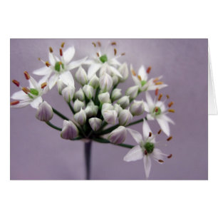 Cartão Flores Brancas de Cebolinha com Alho sobre Roxo