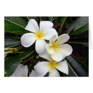 Cartão Flores brancas e amarelas do Plumeria