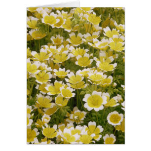 Cartão Flores Brancas Sunny Douradas