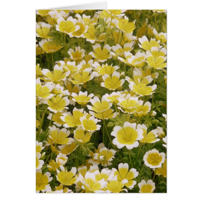 Cartão Flores Brancas Sunny Douradas (Frente)