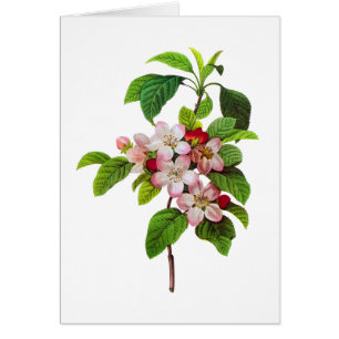 Cartão Flores cor-de-rosa de Apple por Pierre Jopseph