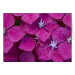 Cartão Flores cor-de-rosa do Hydrangea