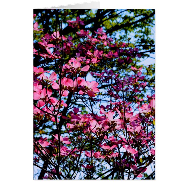 Cartão Flores cor-de-rosa elegantes floradas Dogwood (Frente)