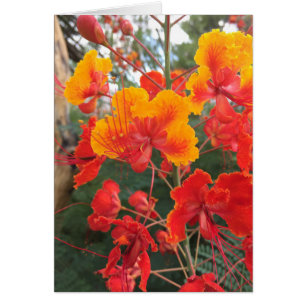 Cartão Flores da arizona