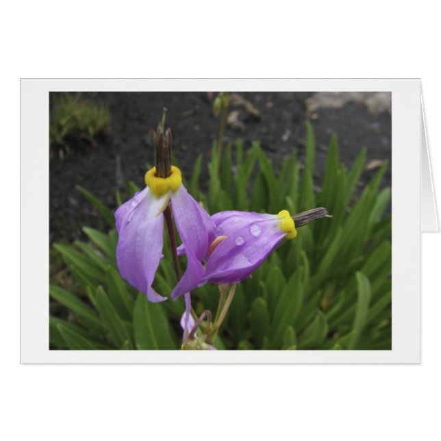 Cartão Flores da estrela de tiro (Frente Horizontal)