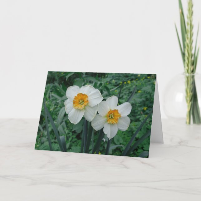 Cartão Flores Daffodil (Frente)