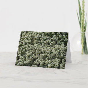 Cartão Flores de Alyssum Doce Floral Branco