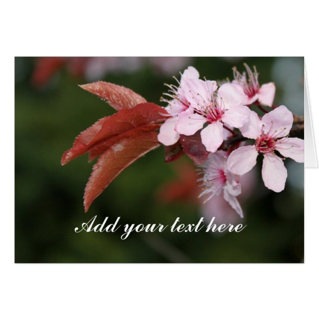 Cartão Flores de ameixa primavera (Frente Horizontal)