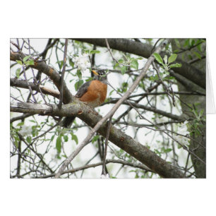 Cartão Flores de Apple & pisco de peito vermelho,
