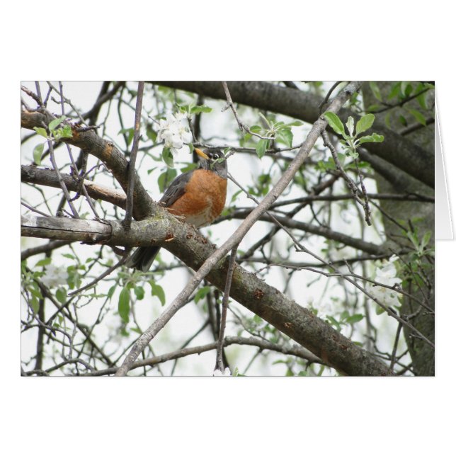 Cartão Flores de Apple & pisco de peito vermelho, (Frente horizontal)