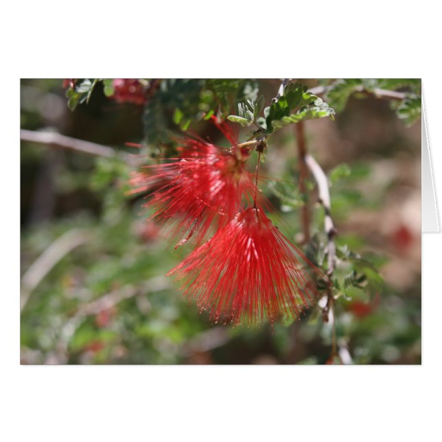 Cartão Flores de Arizona (Frente Horizontal)